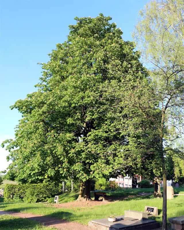 Ortsansicht von Bornheim (Landkreis Alzey-Worms)